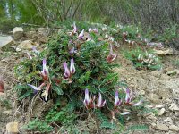 Astragalus schizopterus 3, Saxifraga-Ed Stikvoort