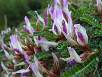 Astragalus schizopterus 4, Saxifraga-Ed Stikvoort