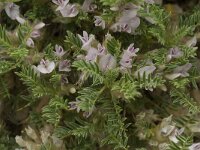 Astragalus sempervirens ssp sempervirens 2, Saxifraga-Jan van der Straaten