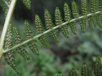 Athyrium filix-femina 10, Wijfjesvaren, Saxifraga-Rutger Barendse