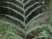 Athyrium filix-femina 11, Wijfjesvaren, Saxifraga-Rutger Barendse