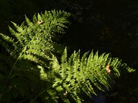 Athyrium filix-femina 12, Wijfjesvaren, Saxifraga-Rutger Barendse