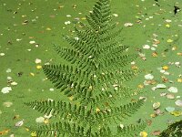 Leaf of Lady fern (Athyrium filix-femina) on ditch covered with duckweeds  Leaf of Lady fern (Athyrium filix-femina) on ditch covered with duckweeds : leaf, leaves, Lady fern, fern, Athyrium filix-femina, ditch, duckweed, duckweeds, green, fall, autumn, autumnal, flora, floral, nature, natural, beauty, beautiful, beauty in nature, outside, outdoor, outdoors, no people, nobody, growth, elegant