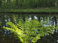 Lady Fern (Athyrium filix-femina) growing along ditch  Lady Fern (Athyrium filix-femina) growing along ditch : Lady Fern, common lady fern, fern, Athyrium filix-femina, ditch, park, water, plant, flora, floral, growth, nature, natural, outside, outdoors, no people, nobody, rural scene, non urban scene, reflection, mirrored, reflected