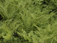 Athyrium filix-femina 19, Wijfjesvaren, Saxifraga-Willem van Kruijsbergen