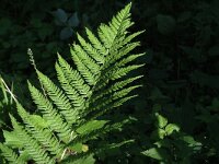 Athyrium filix-femina 2, Wijfjesvaren, Saxifraga-Marijke Verhagen