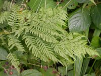 Athyrium filix-femina 3, Wijfjesvaren, Saxifraga-Peter Meininger