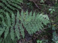 Athyrium filix-femina 4, Wijfjesvaren, Saxifraga-Peter Meininger