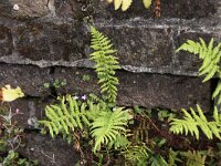 Athyrium filix-femina 5, Wijfjesvaren, Saxifraga-Peter Meininger