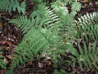 Athyrium filix-femina 6, Wijfjesvaren, Saxifraga-Peter Meininger