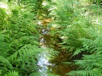 Athyrium filix-femina 7, Wijfjesvaren, Saxifraga-Rutger Barendse