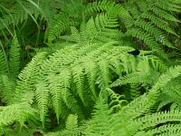 Athyrium filix-femina 9, Wijfjesvaren, Saxifraga-Rutger Barendse