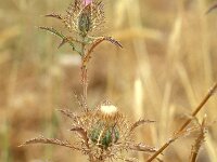Atractylis cancellata 2, Saxifraga-Inigo Sanchez