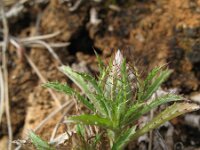 Atractylis cancellata 3, Saxifraga-Rutger Barendse