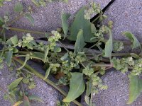 Atriplex glabriuscula 2, Kustmelde, Saxifraga-Peter Meininger