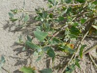 Atriplex glabriuscula 3, Kustmelde, Saxifraga-Rutger Barendse