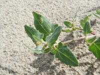 Atriplex glabriuscula 4, Kustmelde, Saxifraga-Rutger Barendse