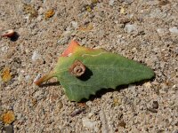 Atriplex grabriuscula 12, Kustmelde, Saxifraga-Ed Stikvoort
