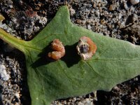 Atriplex grabriuscula 14, Kustmelde, Saxifraga-Ed Stikvoort