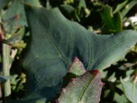 Atriplex longipes 10, Gesteelde spiesmelde, Saxifraga-Ed Stikvoort : gesteelde spiesmelde gg Sloehaven s9900