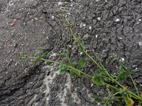 Atriplex longipes 13, Gesteelde spiesmelde, Saxifraga-Ed Stikvoort : gesteelde spiesmelde gg Sloehaven s9900