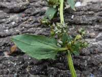 Atriplex longipes 8, Gesteelde spiesmelde, Saxifraga-Ed Stikvoort : gesteelde spiesmelde gg Sloehaven s9900