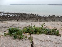 Atriplex longipes 9, Gesteelde spiesmelde, Saxifraga-Ed Stikvoort : schijngenadekruid Hemelrijckse Waard