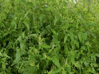 Atriplex micrantha 11, Grijze melde, Saxifraga-Ed Stikvoort : grijze melde Blerick Jochumhof en Missiemuseum s9900 Steyl