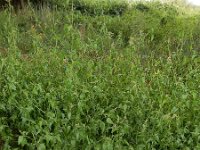 Atriplex micrantha 12, Grijze melde, Saxifraga-Ed Stikvoort : grijze melde Blerick Jochumhof en Missiemuseum s9900 Steyl