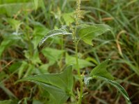 Atriplex micrantha 13, Grijze melde, Saxifraga-Ed Stikvoort : grijze melde Blerick Jochumhof en Missiemuseum s9900 Steyl