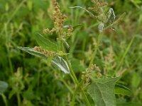 Atriplex micrantha 14, Grijze melde, Saxifraga-Ed Stikvoort : grijze melde Blerick Jochumhof en Missiemuseum s9900 Steyl