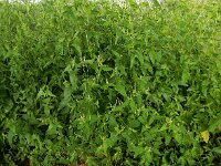 Atriplex micrantha 17, Grijze melde, Saxifraga-Ed Stikvoort : grijze melde Blerick Jochumhof en Missiemuseum s9900 Steyl