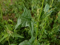 Atriplex micrantha 18, Grijze melde, Saxifraga-Ed Stikvoort : grijze melde Blerick Jochumhof en Missiemuseum s9900 Steyl