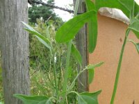 Atriplex micrantha 2, Grijze melde, Saxifraga-Rutger Barendse