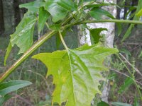 Atriplex micrantha 6, Grijze melde, Saxifraga-Rutger Barendse