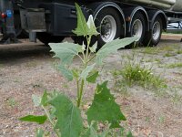 Atriplex micrantha 7, Grijze melde, Saxifraga-Rutger Barendse