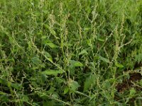 Atriplex micrantha 8, Grijze melde, Saxifraga-Ed Stikvoort : grijze melde Blerick Jochumhof en Missiemuseum s9900 Steyl