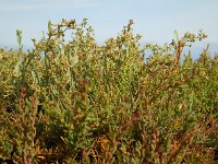 Atriplex pedunculata 12, Gesteelde zoutmelde, Saxifraga-Ed Stikvoort