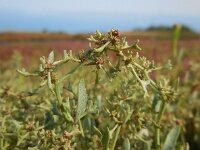 Atriplex pedunculata 13, Gesteelde zoutmelde, Saxifraga-Ed Stikvoort