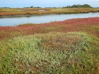 Atriplex pedunculata 14, Gesteelde zoutmelde, Saxifraga-Ed Stikvoort