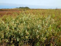 Atriplex pedunculata 15, Gesteelde zoutmelde, Saxifraga-Ed Stikvoort
