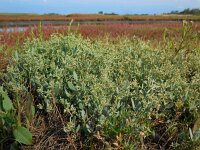 Atriplex pedunculata 16, Gesteelde zoutmelde, Saxifraga-Ed Stikvoort