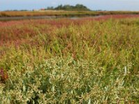 Atriplex pedunculata 17, Gesteelde zoutmelde, Saxifraga-Ed Stikvoort