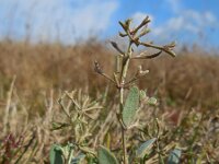 Atriplex pedunculata 19, Gesteelde zoutmelde, Saxifraga-Ed Stikvoort