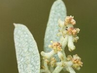 Atriplex pedunculata 2, Gesteelde zoutmelde, Saxifraga-Peter Meininger