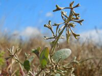 Atriplex pedunculata 21, Gesteelde zoutmelde, Saxifraga-Ed Stikvoort