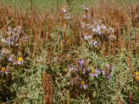 Atriplex pedunculata 24, Gesteelde zoutmelde, Saxifraga-Ed Stikvoort