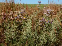 Atriplex pedunculata 25, Gesteelde zoutmelde, Saxifraga-Ed Stikvoort