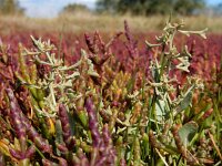 Atriplex pedunculata 26, Gesteelde zoutmelde, Saxifraga-Ed Stikvoort