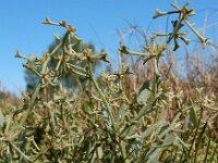 Atriplex pedunculata 27, Gesteelde zoutmelde, Saxifraga-Ed Stikvoort